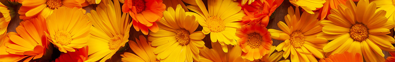 Calendula