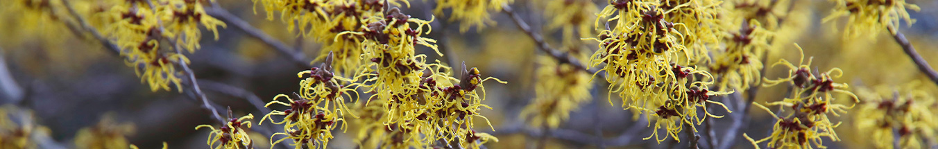 Hamamelis