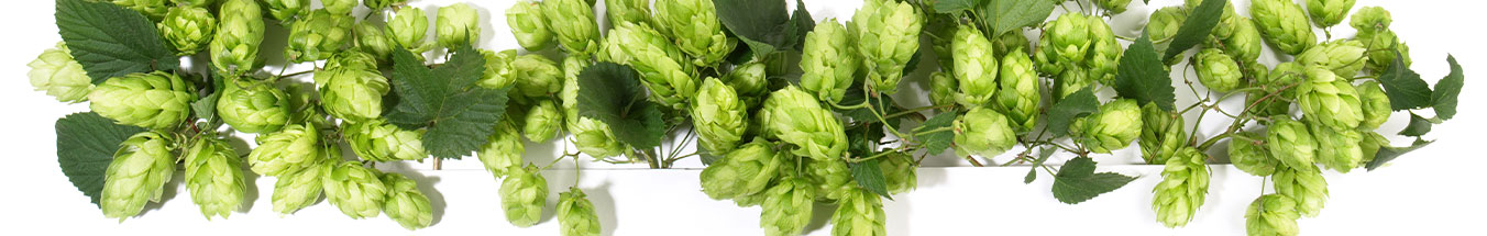 Hopfen