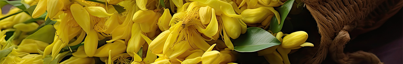 Ylang Ylang