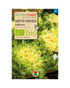 Bio Winter Endivien Wallonne - Saatgut für zirka 80 Pflanzen
